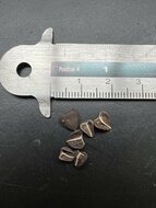 Portugiesische Pfeifenblume (Aristolochia baetica)