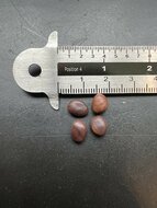 Kamelfu&szlig;baum (Piliostigma thonningii)