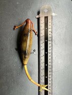 Orange Flussmangrove (Bruguiera sexangula)