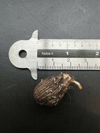 Patawa (Oenocarpus bataua)