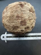 Palmyra-Palme (Borassus flabellifer)