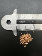 Feige (Ficus carica)