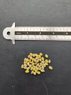 Chilenische Trompetenblume (Lapageria rosea)