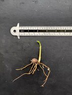 Celebes palme (Pinanga celebica)