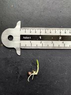 Rote Ingwerbl&uuml;te (Etlingera coccinea)