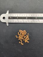 Wilde Aubergine (Solanum melongena ssp. cumingii)