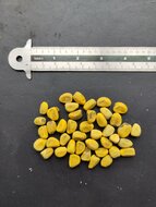 Spitzenrindenbaum (Brachychiton discolor)