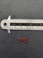 Gr&uuml;n freesia (Freesia viridis ssp. viridis)