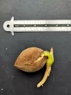 Palmenfarn (Cycas scratchleyana)