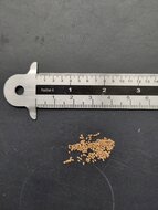 Tieflandfeige (Ficus brusii)