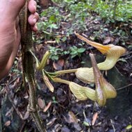 Pfeifenblume (Aristolochia decandra)