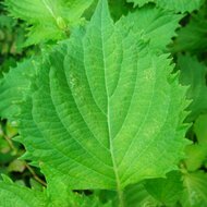 Shiso (Perilla frutescens var. crispa f. viridis)