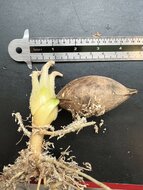 Palmenfarn (Cycas edentata)