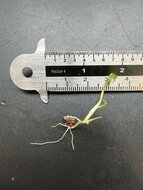 Sumpftaro (Cyrtosperma hayii)