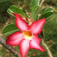 Wüstenrose (Adenium obesum)