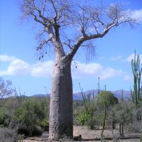 Za-Baobab (Adansonia za)