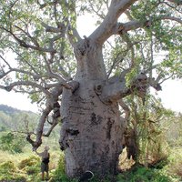 Australischer Baobab (Adansonia gregorii)