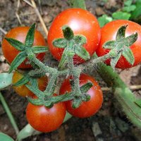Wilde Tomate (Solanum pimpinellifolium)