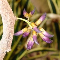 Schwarze Jadeblume (Mucuna nigricans)