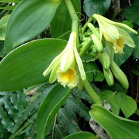 Vanille-Orchidee (Vanilla planifolia)