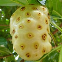 Noni (Morinda citrifolia)