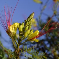 Paradiesvogelstrauch (Caesalpinia gilliesii)