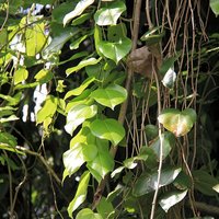 Javanische Gurke (Alsomitra macrocarpa)