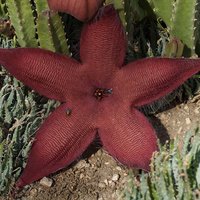 Große Aasblume (Stapelia grandiflora)