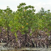 Rote Mangrove (Rhizophora mangle)
