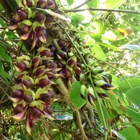 Saba Ling (Mucuna macrocarpa)