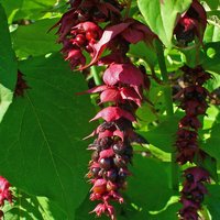 Karamellbeere (Leycesteria formosa)