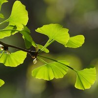 Ginkgo (Ginkgo biloba)