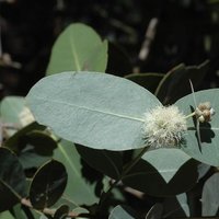 Omea eukalyptus (Eucalyptus neglecta)