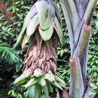 Schneebanane (Ensete glaucum)