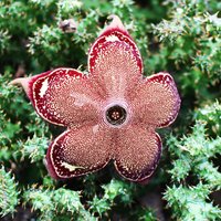 Persischer Teppichblume (Edithcolea grandis)