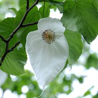 Taschentuchbaum (Davidia involucrata)