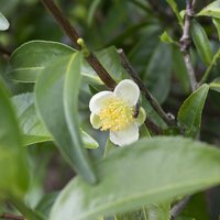 Teepflanze (Camellia sinensis)