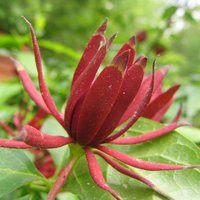 Gewürzstrauch (Calycanthus floridus)