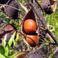 Gelbe Knicknuss (Caesalpinia ciliata)