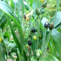 Hiobstränen (Coix lacryma-jobi)