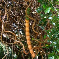 Meeresherz (Entada gigas)