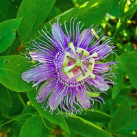 Maypop Passionsblume (Passiflora incarnata)