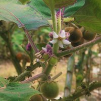 Naranjilla (Solanum quitoense)