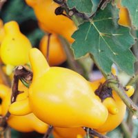 Teppelfrucht (Solanum mammosum)