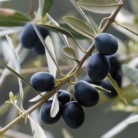 Europäische Olive (Olea europaea)