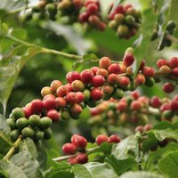 Arabica-Kaffee (Coffea arabica)