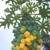 Bergpapaya (Carica pubescens)