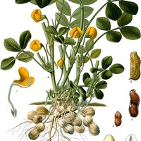 Erdnuss (Arachis hypogaea)