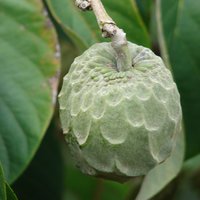 Cherimoya (Annona cherimola)