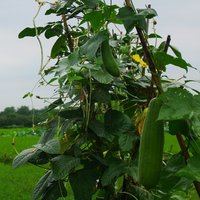 Schwammkürbis (Luffa cylindrica)